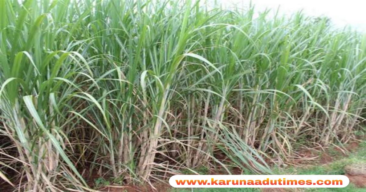 Category Image