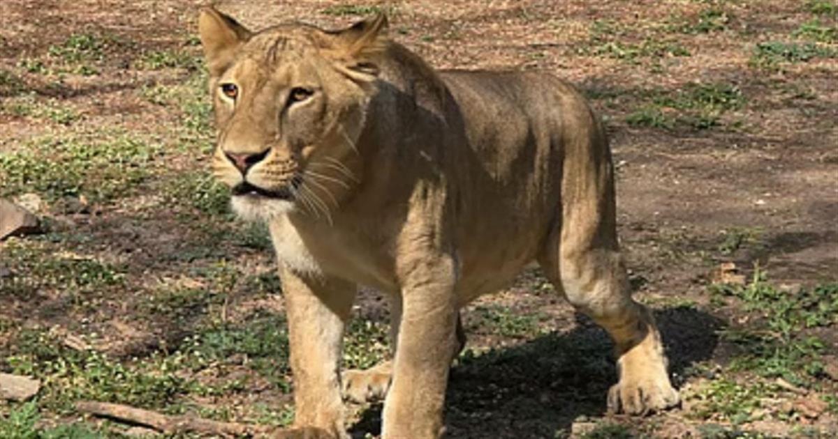 Category Image